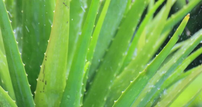 Aloe leaves in gentle rainfall, aloe vera plant, close-up nature scene with a lush tropical atmosphere, moisture, freshness, and botanical texture, for aloe natural backgrounds