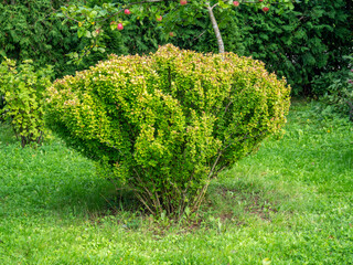 Obraz premium Dense ornamental barberry shrub Berberis with rounded shape and vibrant green and yellow-green foliage growing in a lush garden meadow
