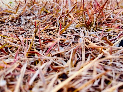 grass that is dry, brownish, and appears dormant or dead