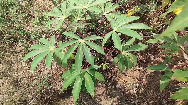 Fresh green cassava leaves with red stems growing in the garden
