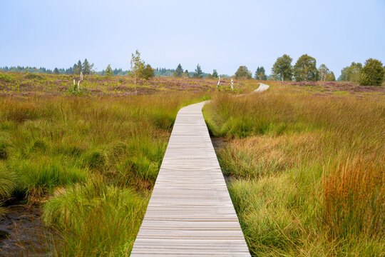 Wooden boardwalk winding through Brackvenn heath and peat bog, purple heather, grasses and young birches under a clear blue sky. High Fens nature reserve, Belgium-Germany border, late