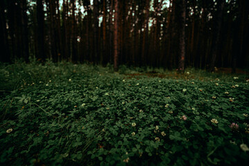 green grass in dark forest © avtk