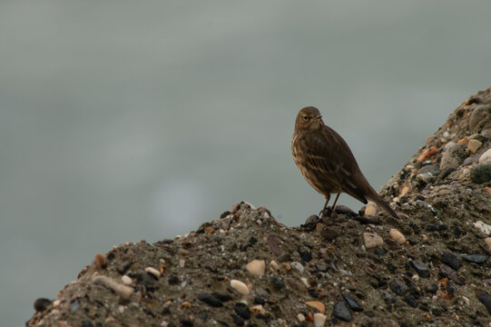 Rock Pipit, Anthus petrosus littoralis