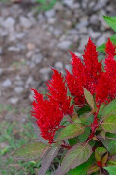 Celosia plumosa ( celosia argentea var cristata) or cockscomb or bunga jengger ayam or bunga bulu ayam in the garden.