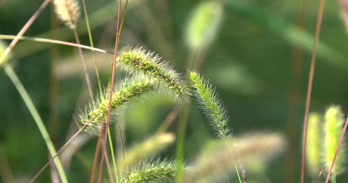 The magical world of Macro videos