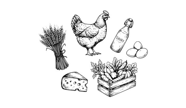 Rustic Farm Fresh Food Hand Drawn Chicken Milk Wheat Egg Cheese and Vegetable Icons