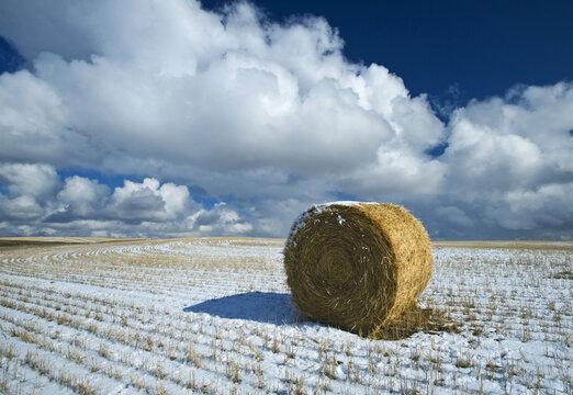 wheat straw bale in the snow near Ponteix, Saskatchewan, Canadak