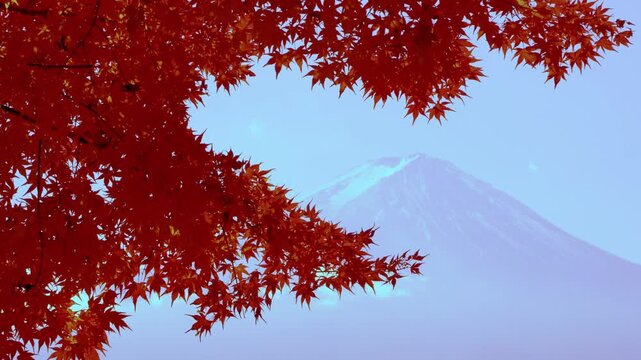 Mount Fuji snowy peak framed by vibrant red autumn maple tree leaves. Lake Kawaguchiko, Fujikawaguchiko, Yamanashi, Japan.