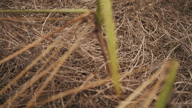 Quietly Swaying Bent Dry Grass Close-Up