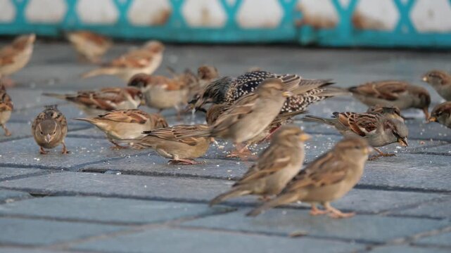 Flock of house sparrows and common starling feeding on stone pavement in city square