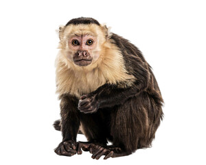 Capuchin monkey with white head and dark fur sitting on solated on transparent background © PNG Studio 99