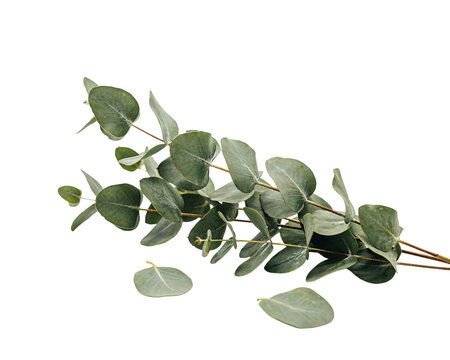 Eucalyptus sprigs with oval green leaves on black background, solated on transparent background
