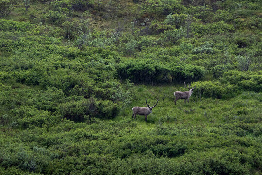 Caribou in Denali National Park