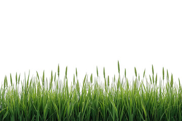 Fototapeta premium Classic green grass border strip front view