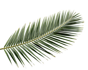 Single green palm frond leaf with serrated edges on black solated on transparent background © PNG Studio 99