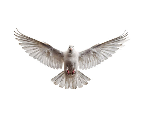 White dove in flight with wings spread wide on black solated on transparent background
