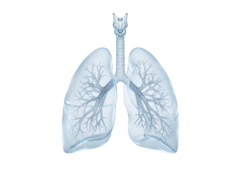A 3D anatomical of human lungs with a bronchial tree, rendered in light blue on a white background, for medical education isolated on a transparent background