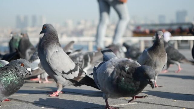 Flock of pigeons gathered on pavement in front of city skyline, urban wildlife scene
