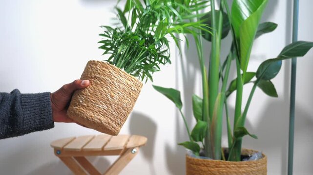 A person rotates and tilts a small potted plant wrapped in woven natural fibers, showcasing its vibrant green foliage with a larger plant in the background