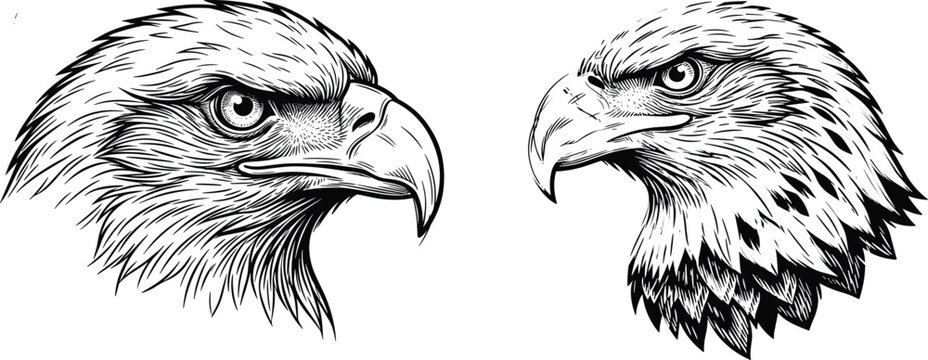 Detailed black and white vector illustration of two fierce bald eagle heads facing different directions with intense expressions.