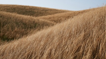 Fototapeta premium Golden dry grass covers rolling hills under blue