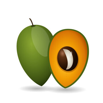 Fresh Whole and Cut Lucuma Fruit Vector Illustration with Seed