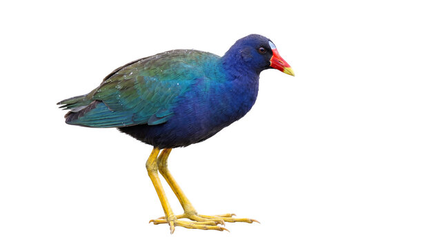 Purple gallinule bird with vibrant blue plumage isolated on white, colorful tropical swamp hen with red beak and yellow legs, exotic marsh bird