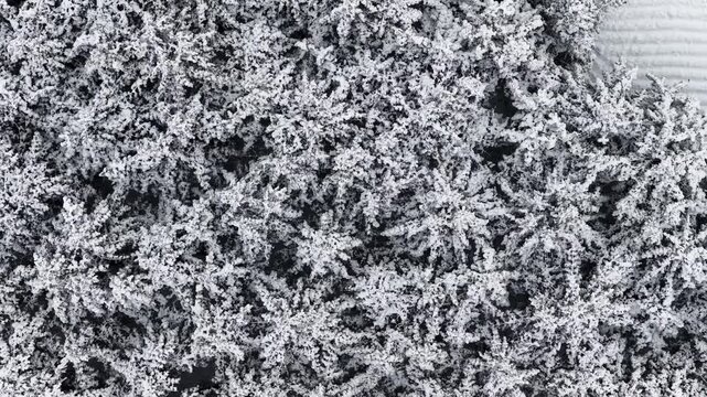 Aerial Top Down View of Dense Snow Covered Forest Canopy