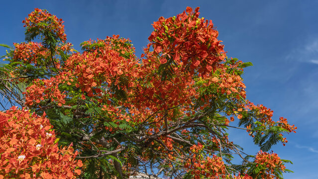A beautiful blooming tropical tree delonix regia, royal poinciana against the blue sky. Bright red-orange flowers, green leaves. Cuba. Varadero.

   