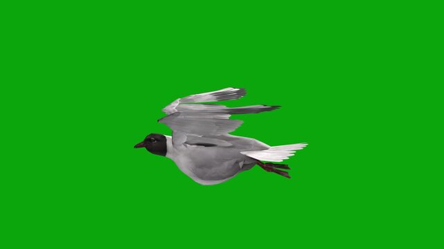 Realistic Black Headed Gull Flying Loop with side camera view on Green Screen, 3D Bird Flight Animation, Seamless Wing Movement, 4K Chroma Key Stock Footage
