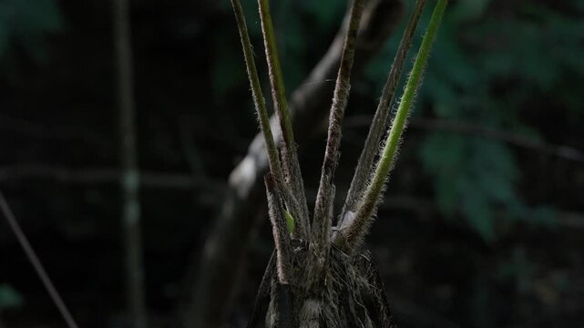 石垣島の亜熱帯林に生えるシダ植物の毛に覆われた茎元