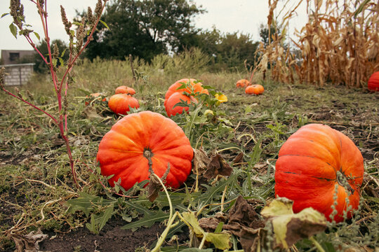 Orange pumpkins growing on field at autumn farm. Ripe organic squash on vine in pumpkin patch for Thanksgiving day, Halloween celebration and seasonal harvest backdrop.