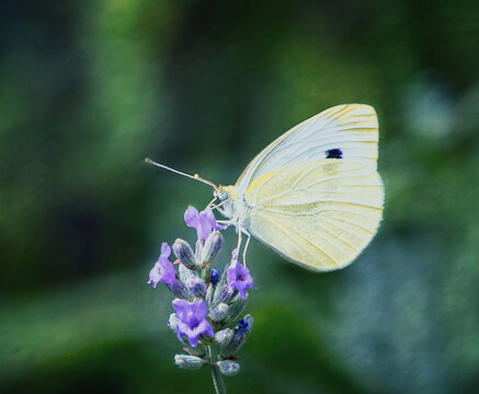 Animal portrait of a beautiful small cabbage white butterfly.