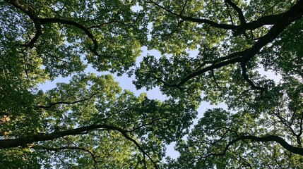 Fototapeta premium Low angle view looking up through green tree