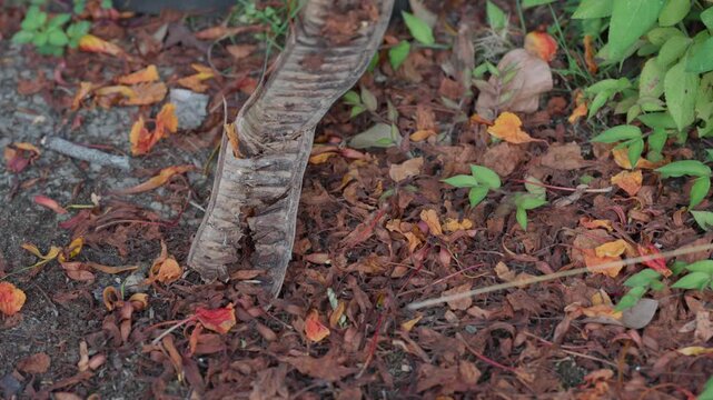 石垣島のデイゴの木の下に落ちた鞘と花