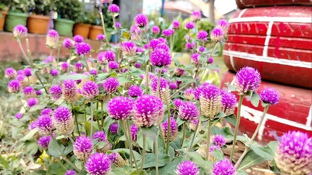 Close-up of vibrant purple globe amaranth flowers (Gomphrena globosa) blooming beautifully in a sunny garden with a shallow depth of field.   
