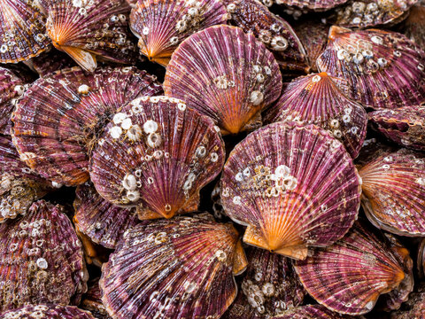 fresh raw scallop shells