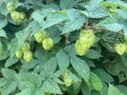 Hop cones on the branches of a bush, close-up.