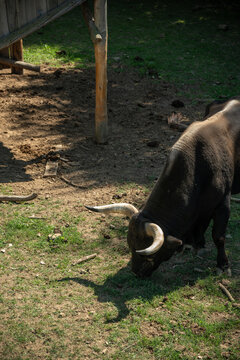 Adult aurochs outdoors in an enclosure from a top view.
