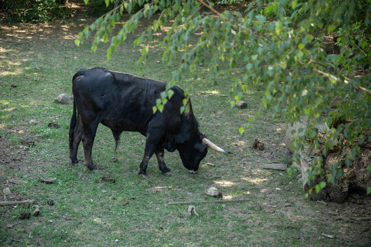 Adult aurochs outdoors in an enclosure from a top view.
