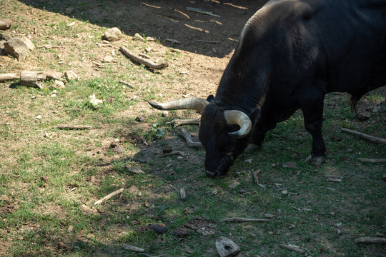 Adult aurochs outdoors in an enclosure from a top view.
