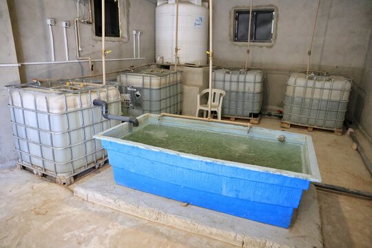 Fish rearing tank and water storage totes inside an aquaponics fish room