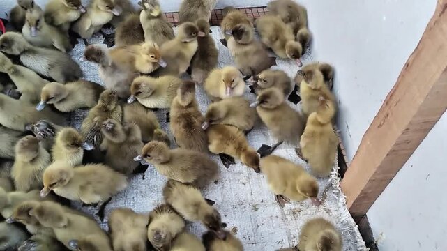 A video of a group of ducklings active inside a duck pen on a bright morning.