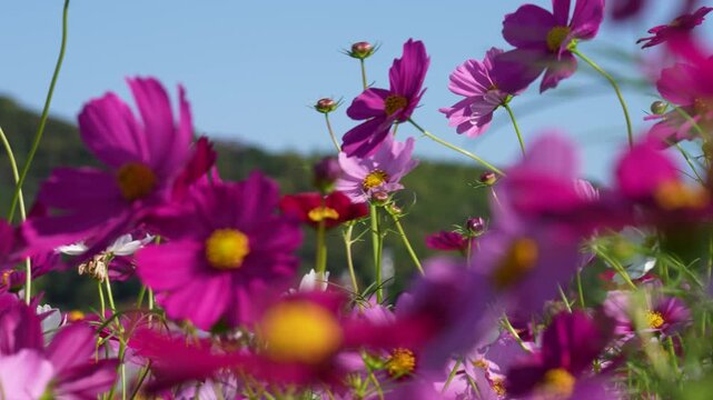 風に揺れるコスモス畑の動画