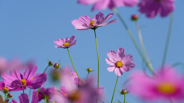 風に揺れるコスモス畑の動画