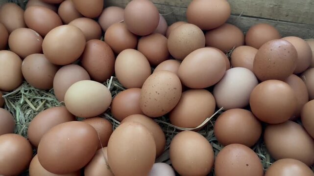 Horizontal Panoramic Shot of Fresh Raw Brown Eggs Piled on Straw Nest