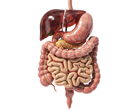 Anatomical of the human digestive system organs solated on transparent background