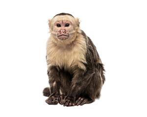 Capuchin monkey sitting and looking directly at camera on solated on transparent background © PNG Studio 99