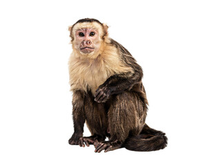 Capuchin monkey sitting and looking directly at the camera solated on transparent background © PNG Studio 99
