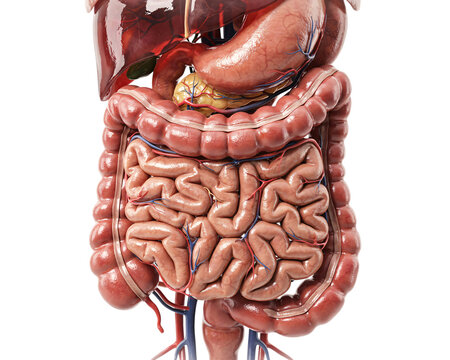 Detailed anatomical of human digestive system solated on transparent background